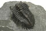Coltraneia Trilobite Fossil - Huge Faceted Eyes #225334-5